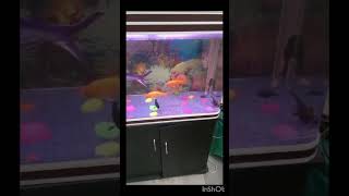 Fish Tank Set Up trending youtubeshorts aquariumfish Fish Shopping in Delhi   91 9210090887 [upl. by Garrison574]