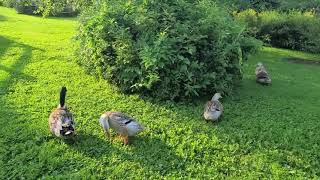 Silver Appleyard Ducks Love to Free Range [upl. by Ahsem]