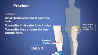 Anatomy Review  Terms of Position  Cascade Dafo [upl. by Arataj]