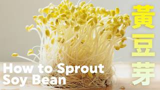 不管多忙都可種豆芽菜❗️孵黃豆芽超簡單【豆芽系列 02】 How to Sprout Soybean in different ways soybeans [upl. by Niliac696]