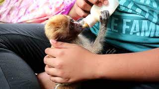 Adorable Baby monkey Minul drink milk over finally vomits [upl. by Eugenio]