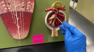 Renal Corpuscle [upl. by Goldston639]