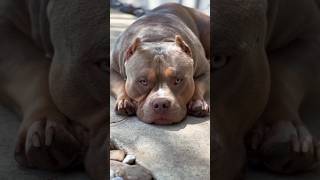 Pitbull 🆚 American bully👿shorts viralvideo amaricanbully pitbull amecanpitbull pets facts [upl. by Akemed336]