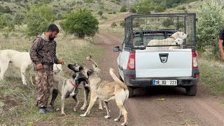 SÜRÜYE GELEN DİŞİ AKBAŞ [upl. by Adnaloy]