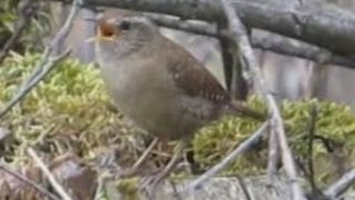 Ruf und Gesang des Zaunkönig  Vogelstimmen Singvögel  Wren singing [upl. by Jedd184]