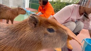 カピバラ しんたくん めめちゃん スローな動きがかわいいですね 【竹島水族館】Capybara Shintakun Memechan Takeshima Aquarium [upl. by Ynez385]