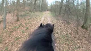 Pferd  Friese  rennt im Galopp durch Wald mit GOPRO [upl. by Madigan]