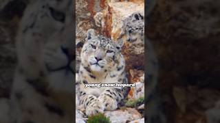 Elderly Snow Leopard animals heartwarmingpets animallover heartwarming [upl. by Allianora]