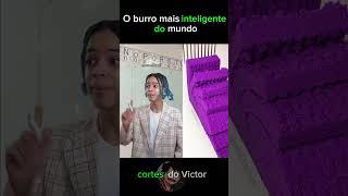 Um burro inteligente cortes comedia humor shortvideo viralvideo viralshorts memes [upl. by Ennovoj]