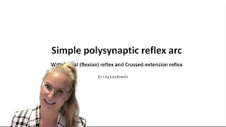 Simple polysynaptic spinal reflex arc  the 5 components [upl. by Tressia]