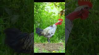 Red necked Rooster crowing animalsounds [upl. by Akehsar991]