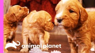 A Dozen Goldendoodle Puppies Take Over This House  Too Cute [upl. by Eycats252]