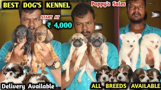 Best dog kennel in chennai  all dog breeds available  toy breeds  beaglegerman sheperd shihtzu [upl. by Anders]