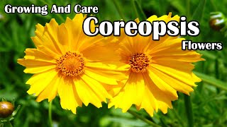 How To Grow and Care For Coreopsis Flowers [upl. by Uon]