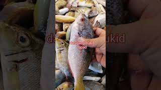 dalagangbukid lapad viralvideo fishing freshseafoods seafood freshfish [upl. by Nata]