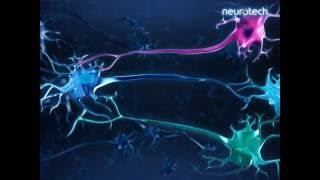 Basics 7 Regulation Nerve Cells [upl. by Renwick634]