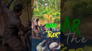 Bandhavgarh Tiger Safari shorts walkintothewild tiger trending wildlife [upl. by Anauqal]