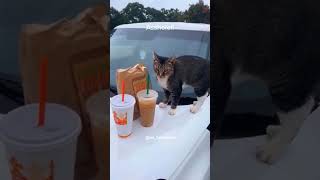 cats funny funnycatsanddogsnew2023 funnyanimals funnypetschannel [upl. by Elvis]