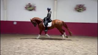 Winters Don Donato  Dutch Dressage Horse from Holland for Sale [upl. by Vezza]