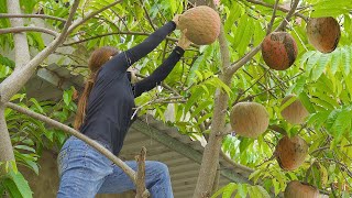 Harvesting Novelty Custard Apple varieties Goes to the market sell  Cooking  Lý Thị Hoa [upl. by Bethesda]