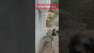 Hazneli otomatik köpek yem makinesi 0538 870 84 79 [upl. by Neelrahs342]