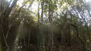 Chasse de la bécasse en Corse avec Arko Setter Anglais arret et tir Woodcock hunting [upl. by Rosane]