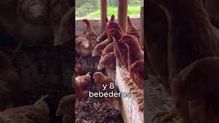 ¡500 Gallinas Ponedoras Esto es lo que necesitas 🧐 [upl. by Ingham]