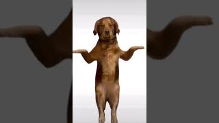 chinese dog dancing for 10 minutes straight [upl. by Pournaras]