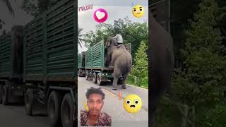 Hathi truck Mein Kaise Chadh Gaya Dekho doston [upl. by Ymarej797]