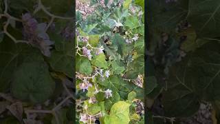 Hardy Tomato Tree Solanum corymbiflora in Sacramento Valley [upl. by Derfiniw]