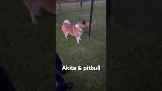 Akita vs pitbull dogs compete for dominance [upl. by Zipnick]