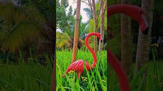 Flamingo at Dreamweavers Hill Lake Swbu [upl. by Nigam]