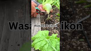 🌺Exploring Wasabi Daikon Growing and Harvesting wasabi daikon growing [upl. by Nebuer]