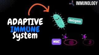 How the Acquired Immune System Work Antigens MHC  Immunology [upl. by Philo845]