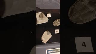 Sea scorpion and trilobite fossils at Corpus Christi Museum of Science and History [upl. by Sheffie]