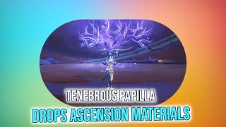 Genshin Impact Tenebrous Papilla Location amp Ascension Materials Guide [upl. by Irok]