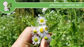 Feinstrahl  Ganze Pflanzen  290518 Erigeron annuus  Essbare Wildpflanzen bestimmen [upl. by Eilrak762]