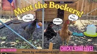 Meet The Bockers by Day  Possum Crew by Night possum livecam possumcam livestream chickencoop [upl. by Bilbe844]