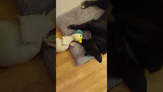 Sleeping with her goose puppy funnyanimals funnypuppy [upl. by Aivek]