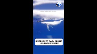 Divers spot baby albino humpback whale [upl. by Limaj281]