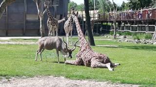 Shocking Kudu attacks Giraffe at Blijdorp Zoo Rotterdam [upl. by Elleb]