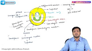 10 Second Week Of Development  Embryology [upl. by Greyso]