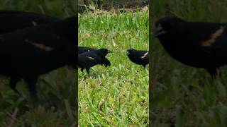 Up Close amp Personal With Tricolored Blackbirds birds nature birdwatching [upl. by Donavon783]