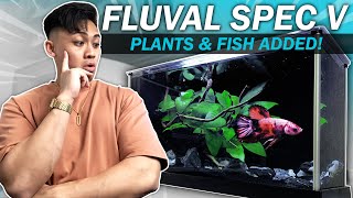 RARE Colored Betta Added  Aquascaping the Fluval Spec V Nano Fish Tank  Nemo Copper Plakat [upl. by Yznel878]