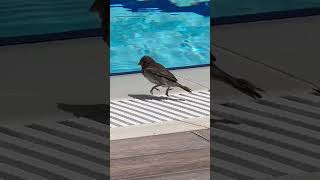 A Luxury Bird Bath at the Ali Bey Resort Turkey SummerSun [upl. by Eelanaj163]