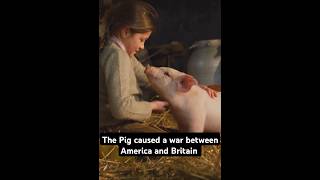 The Hilarious Pig War Story 1859 USA Britain War story Warstorymilitary trending history [upl. by Evania]