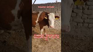 2 bosh simmental sigirlarimiz botiladi boʻgʻoz tugʻishka yaqin sigirlar rek angus Oltariqchorva [upl. by Ahsitak]