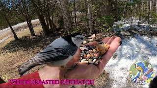 HandFeeding Birds April 14 2023 [upl. by Ennaegroeg899]