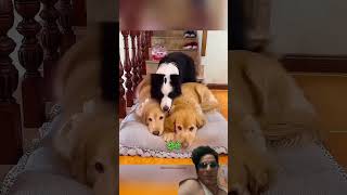 Pitbull 🆚 Doberman👿shorts dog pitbull doberman americanbully animal  minivlog facts vlog [upl. by Germaine]