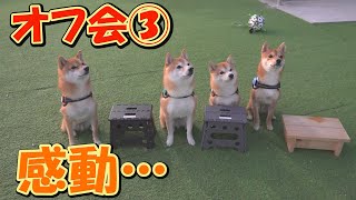 オフ会初日、人を怖がっていた子犬がゲストにお腹を見せて甘える姿に感動しました [upl. by Bak814]